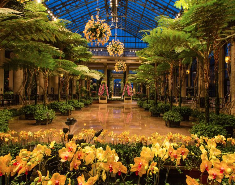 Go Where Love Blooms…Longwood Gardens Orchid Extravaganza Visit Delco PA
