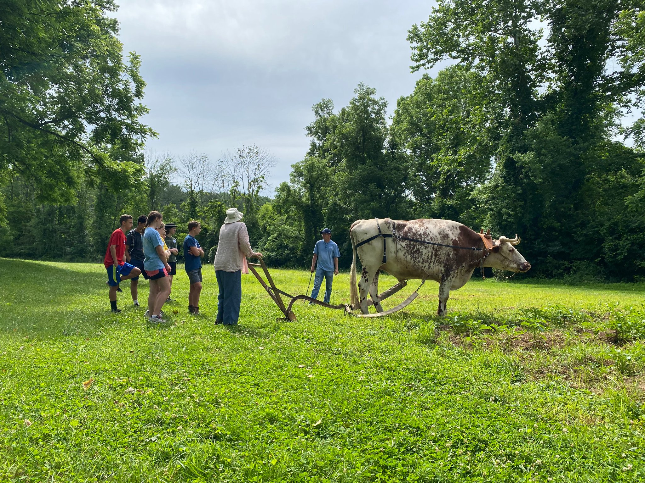 A group of kids at Colonial Plantation Summer Camp in a green pasture with a white and brown steer